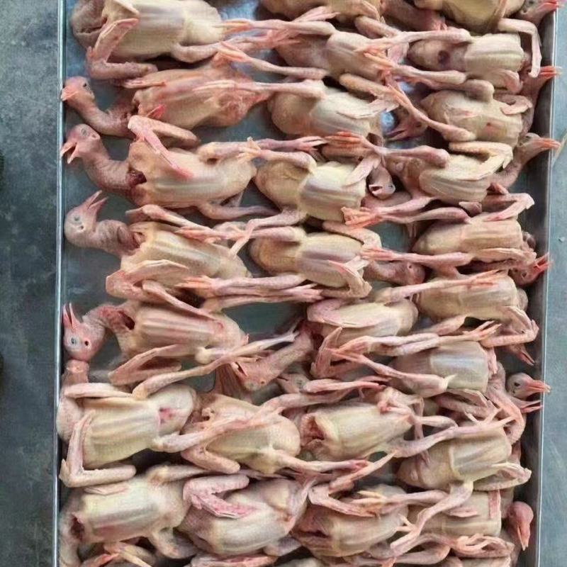 乳鸽，新鲜乳鸽，全国发货