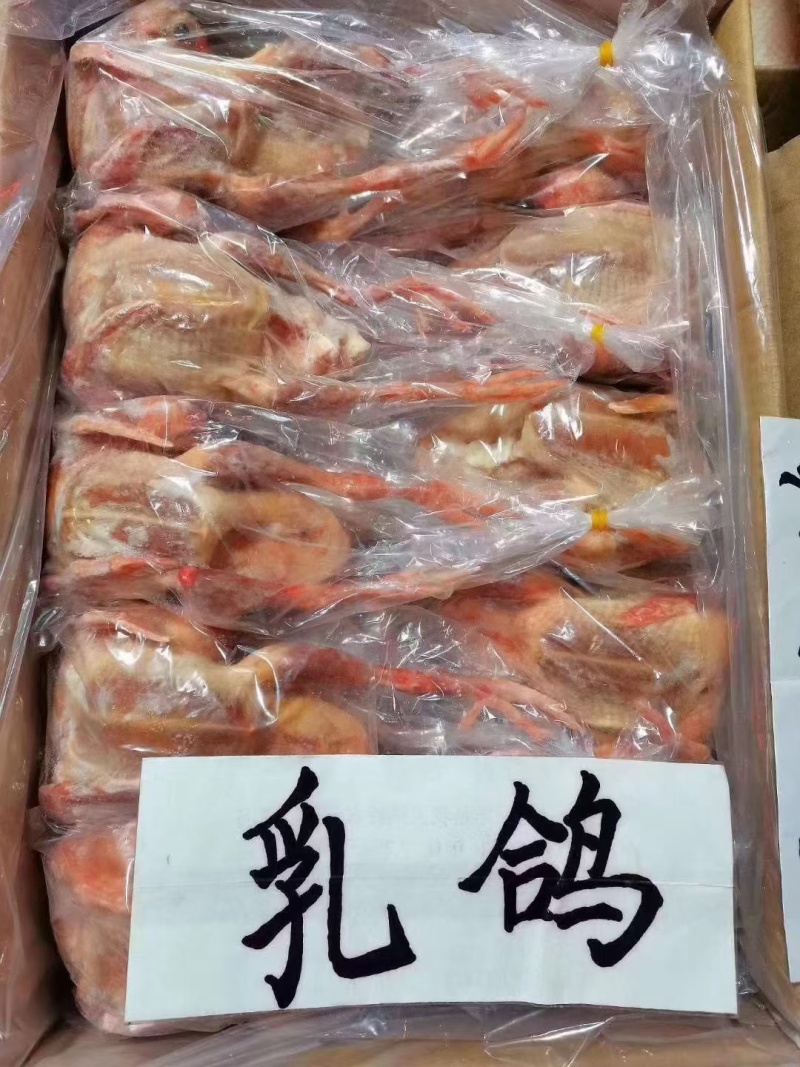 乳鸽，新鲜乳鸽，全国发货