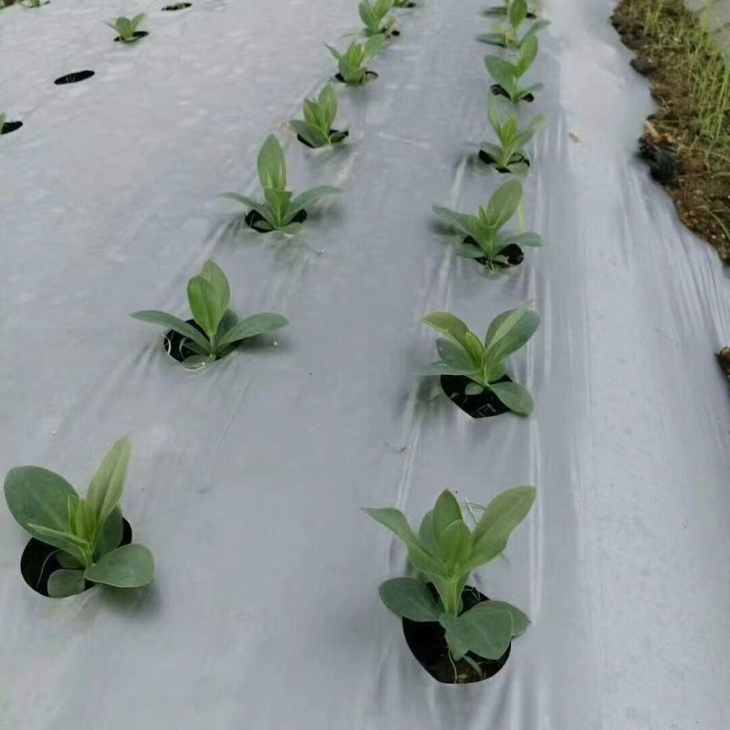 农膜地膜农用塑料薄膜定制打孔地膜银黑双色反光打孔地膜