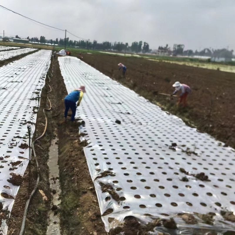 农膜地膜农用塑料薄膜定制打孔地膜银黑双色反光打孔地膜