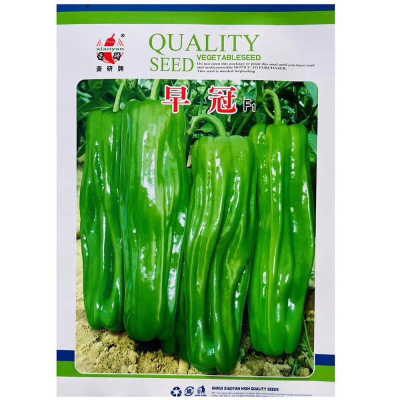 萧研早冠大果苏椒种子