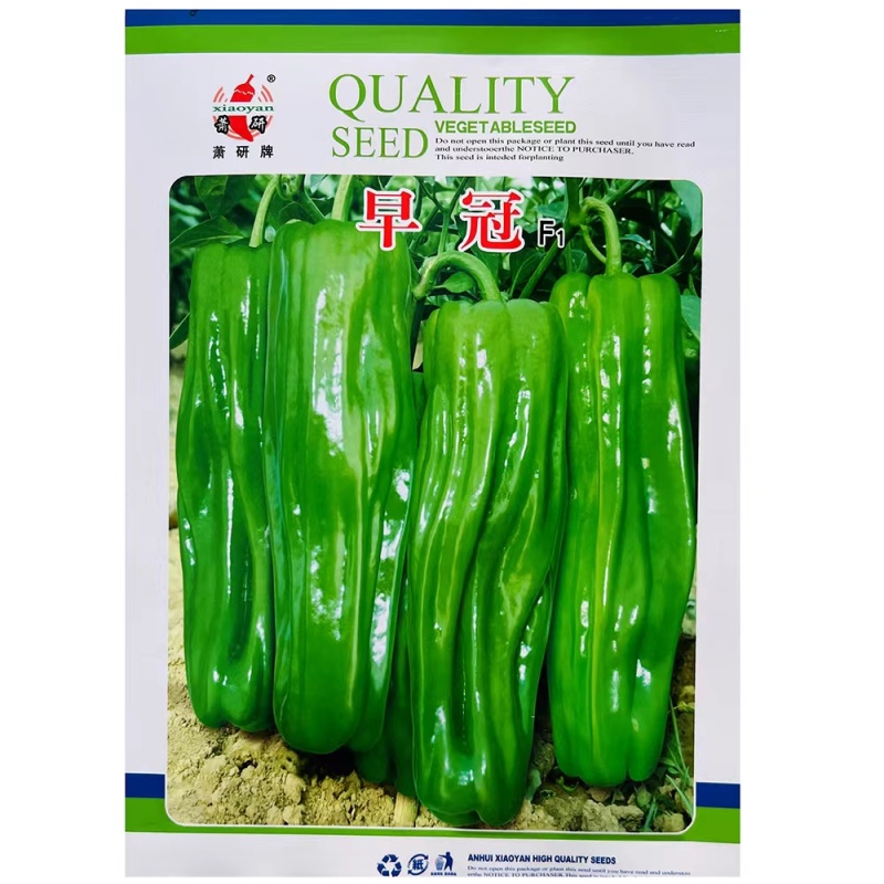 萧研早冠大果苏椒种子