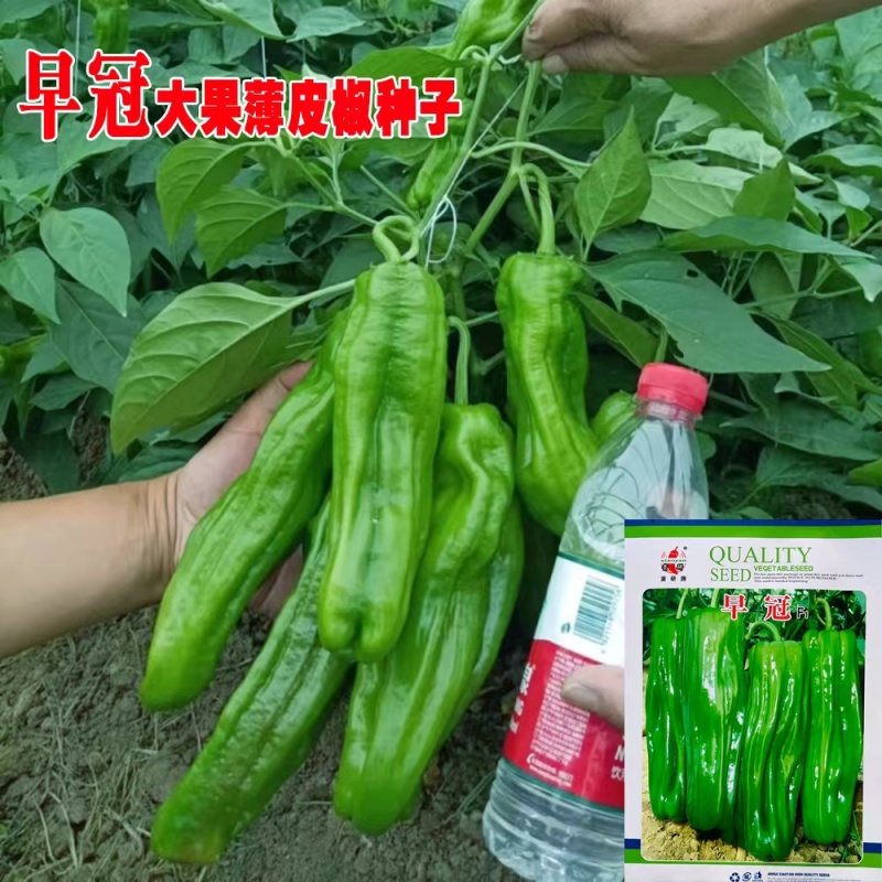 萧研早冠大果苏椒种子
