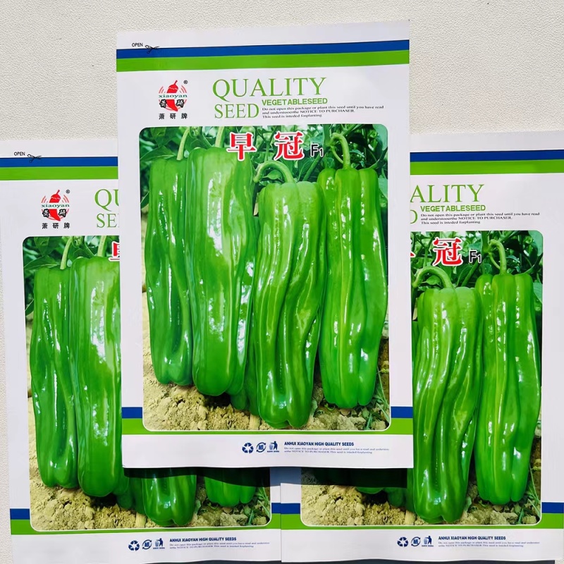萧研早冠大果苏椒种子
