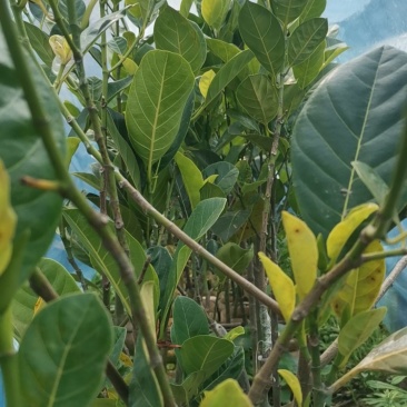 华泰二号红肉菠萝蜜苗