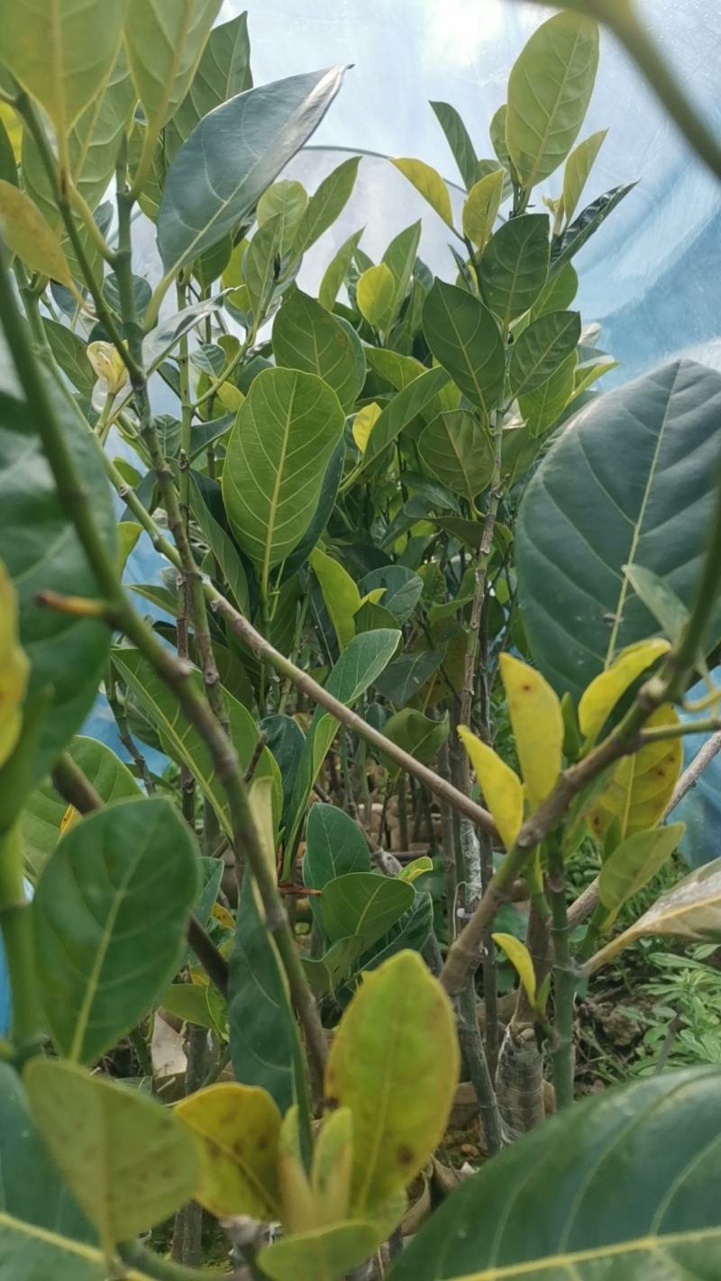 华泰二号红肉菠萝蜜苗