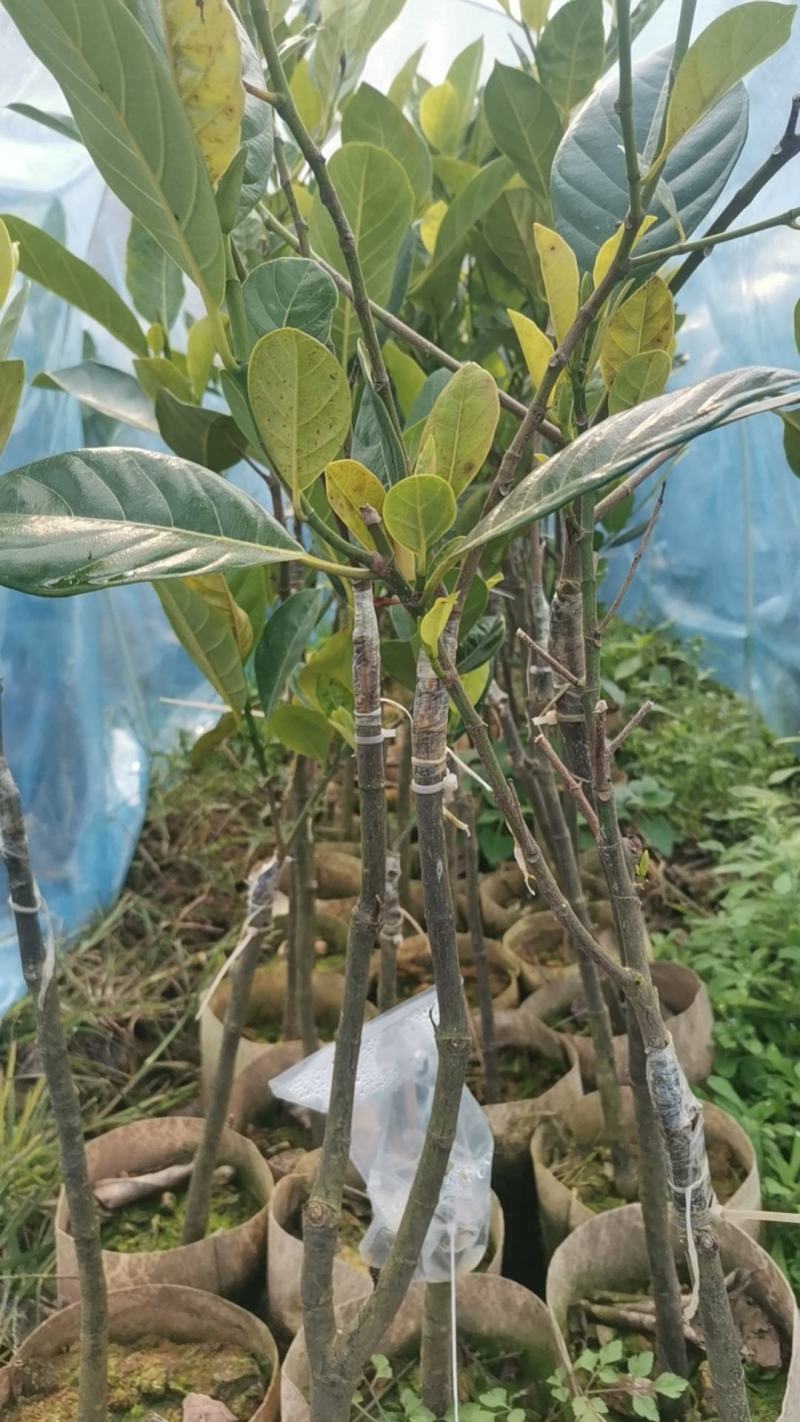 华泰二号红肉菠萝蜜苗