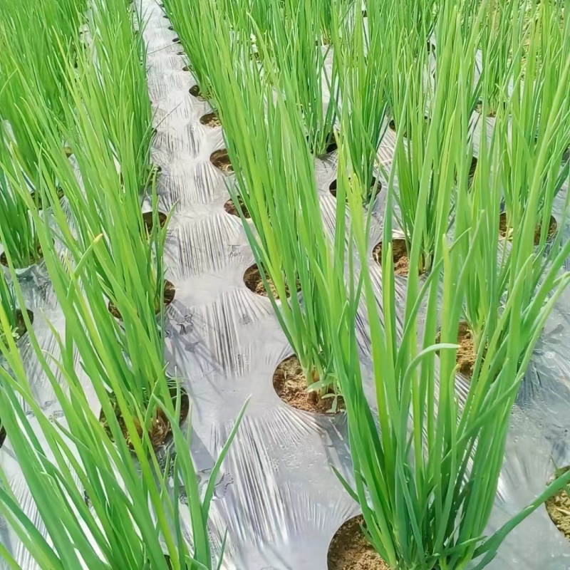 白色透明地膜打孔地膜农用塑料薄膜蔬菜专用打孔地膜保温保湿透气
