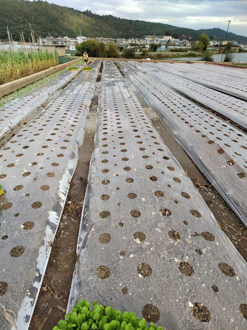 白色透明地膜打孔地膜农用塑料薄膜蔬菜专用打孔地膜保温保湿透气