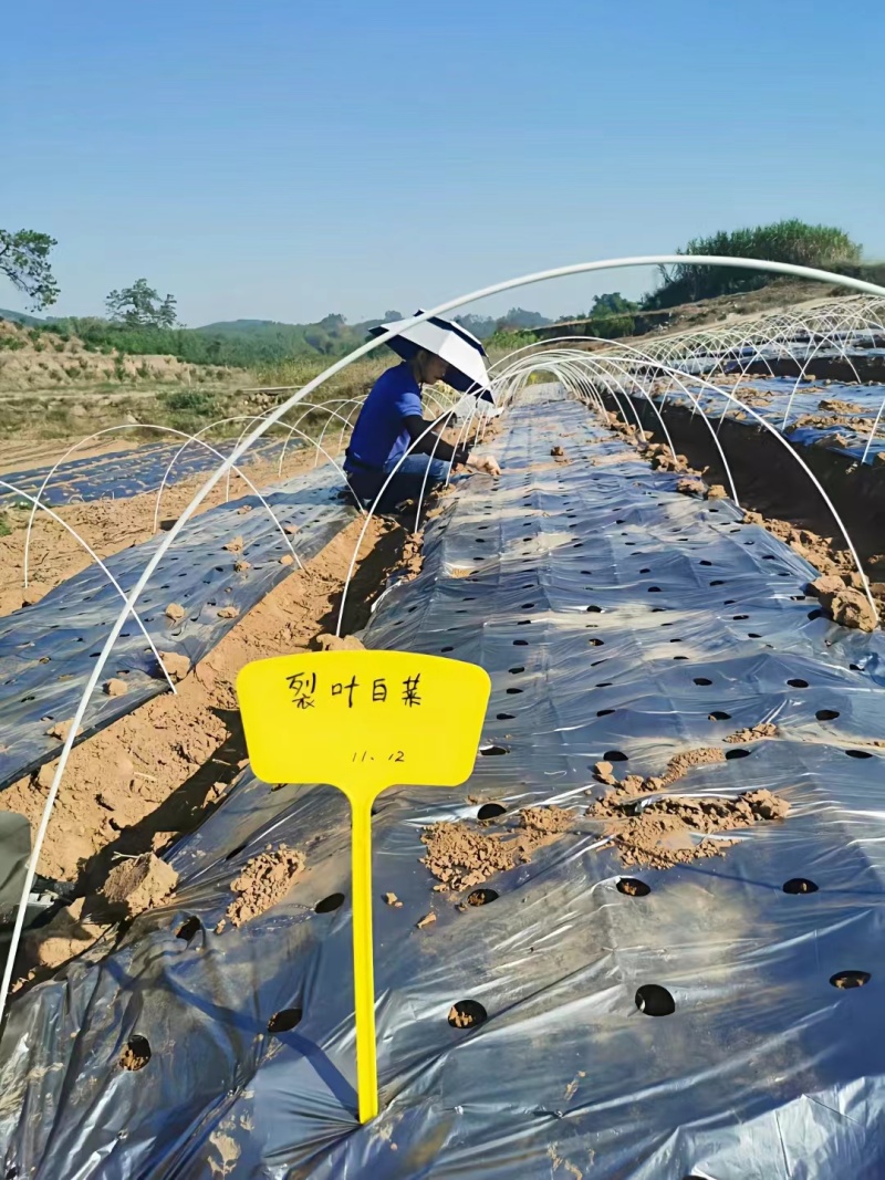农用塑料薄膜地膜打孔地膜黑地膜打孔地膜