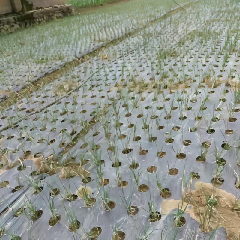农用塑料薄膜地膜打孔地膜黑地膜打孔地膜