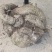 云南山乌龟地不容地乌龟华千斤藤金不换新鲜整个***