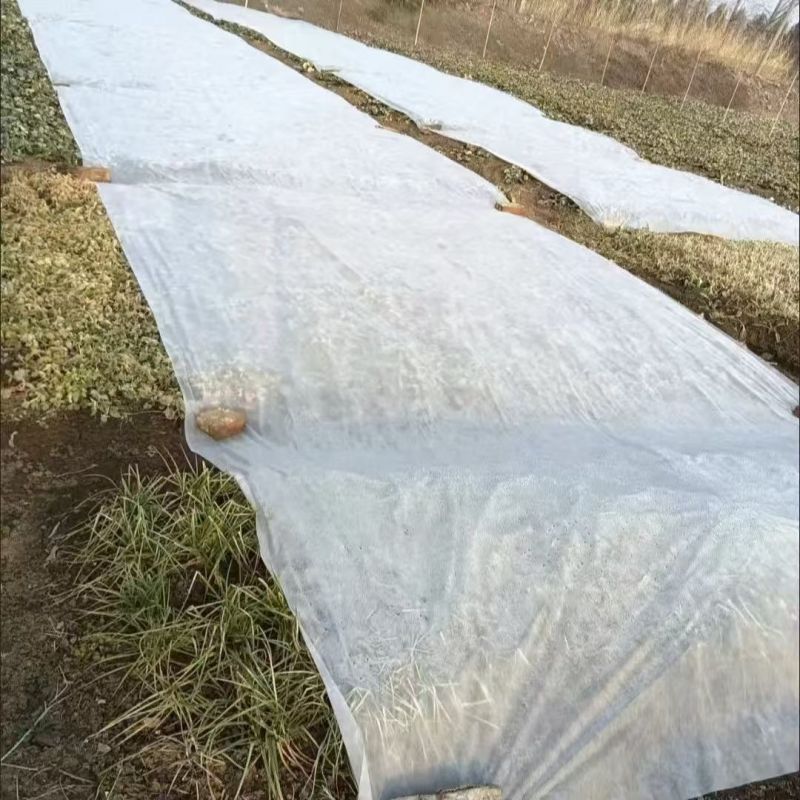 无纺布农用防寒保温无纺布育苗育秧无纺布草坪无纺布果蔬防寒布