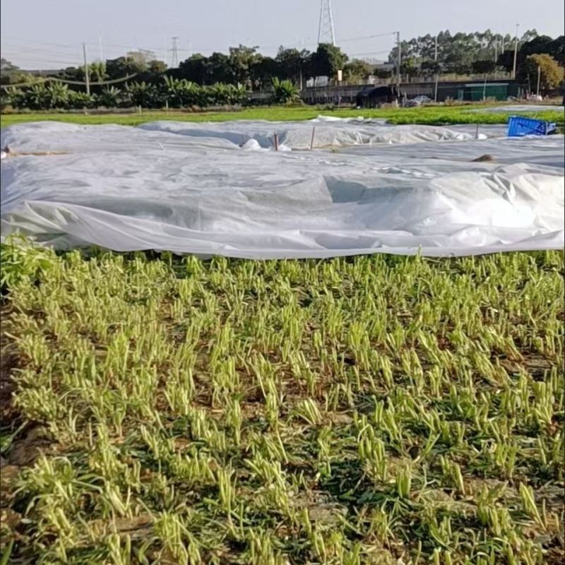 无纺布农用防寒保温无纺布育苗育秧无纺布草坪无纺布果蔬防寒布