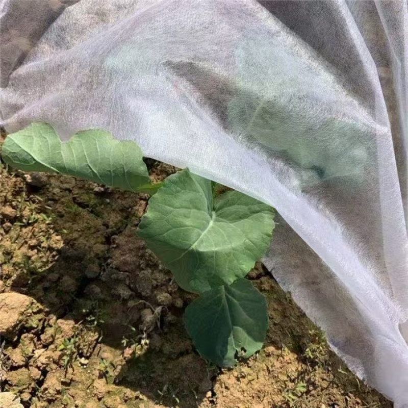 无纺布农用防寒保温无纺布育苗育秧无纺布果蔬瓜菜苗木药材无纺布