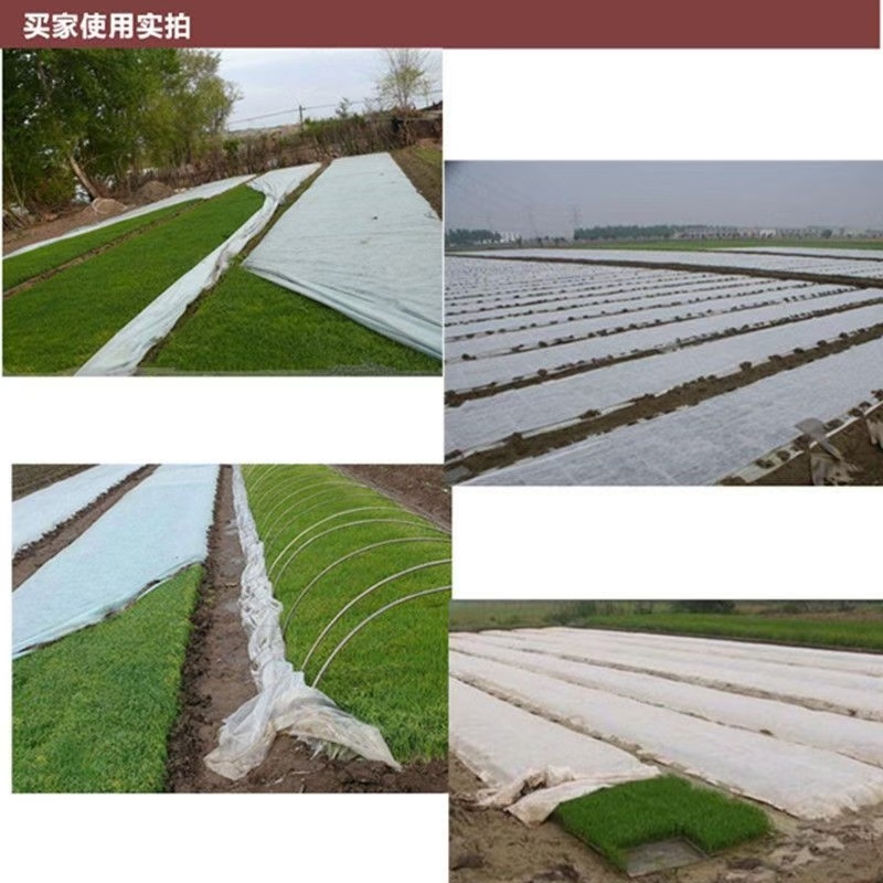 无纺布农用防寒保温无纺布育苗育秧无纺布果蔬瓜菜苗木药材无纺布