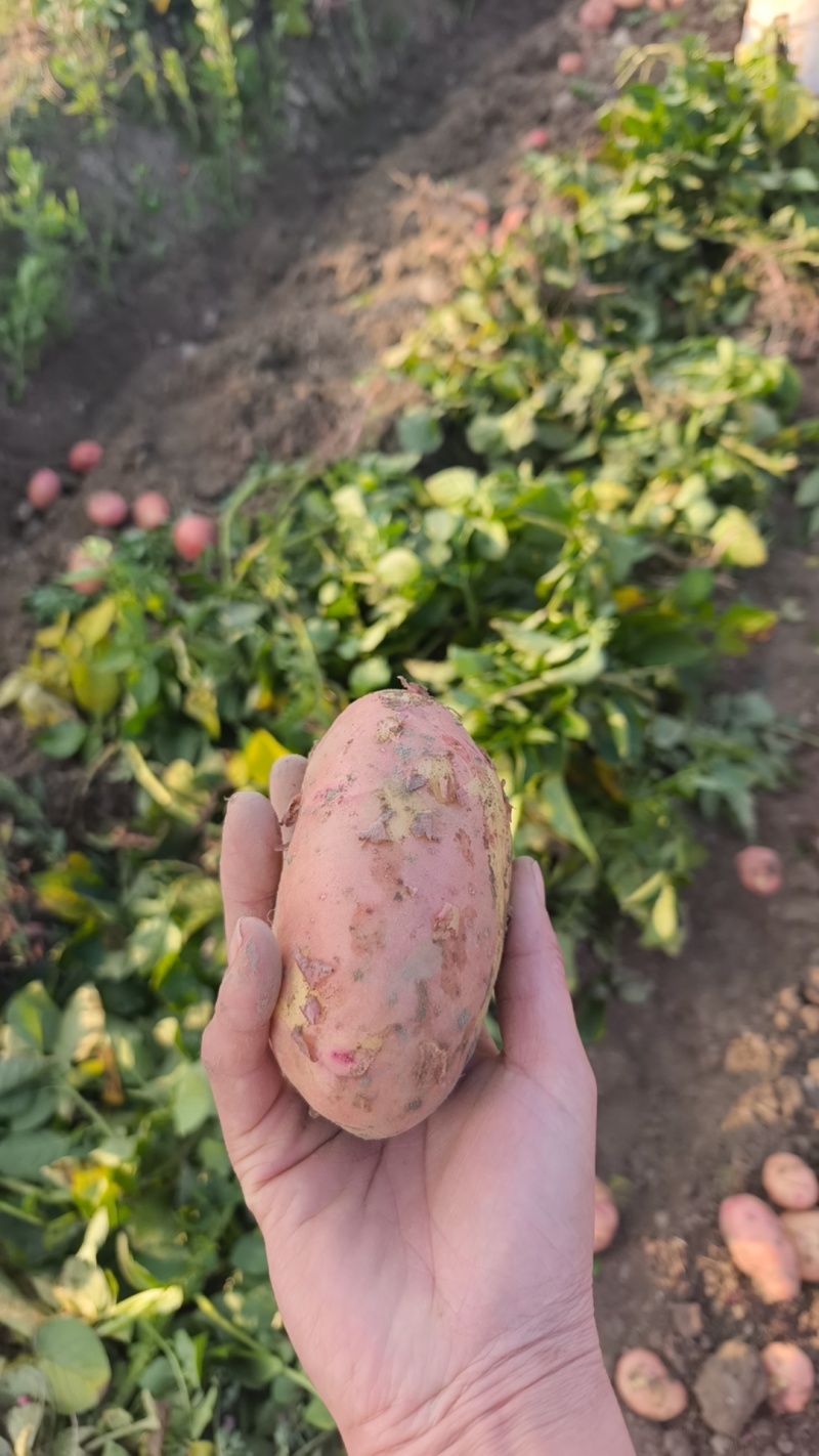 合作88号土豆云南土豆产地直供供食品加工厂对接全国