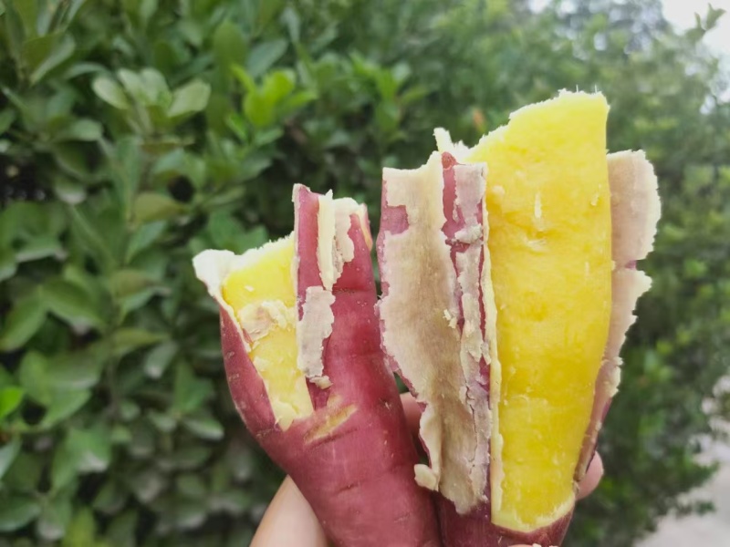 陕西临潼板栗红薯干面粉甜好吃