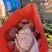 合作88号土豆云南土豆产地直供供食品加工厂对接全国