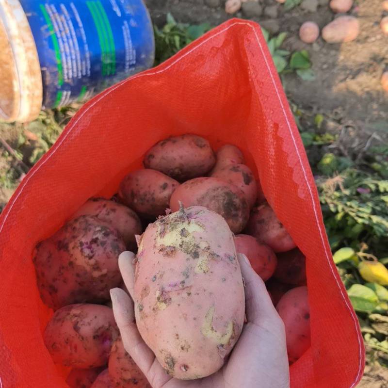 合作88号土豆云南土豆产地直供供食品加工厂对接全国