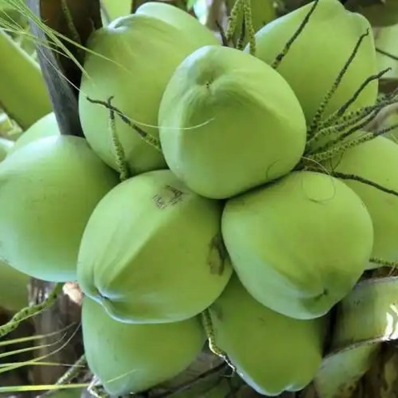 椰子