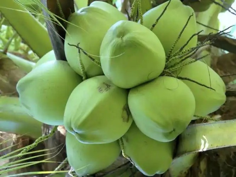 椰子