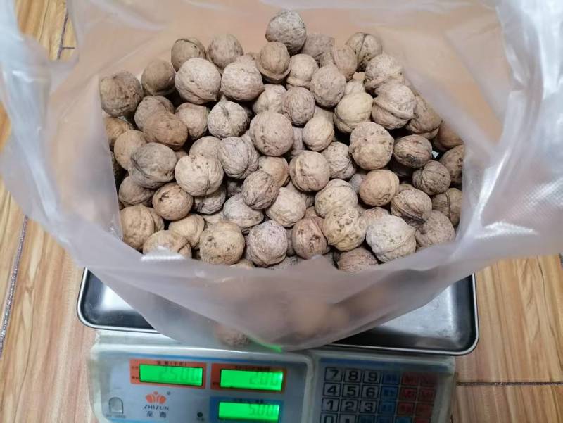 陕西老品种野生核桃不漂白自然生长油香