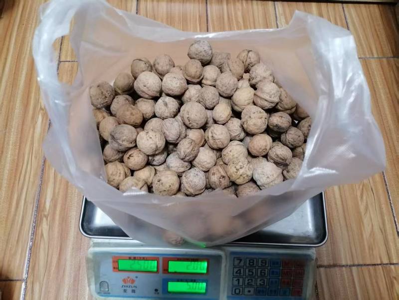 陕西老品种野生核桃不漂白自然生长油香