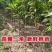 果园直发新品种龙李树苗六月成熟含糖23%包品种成活率高