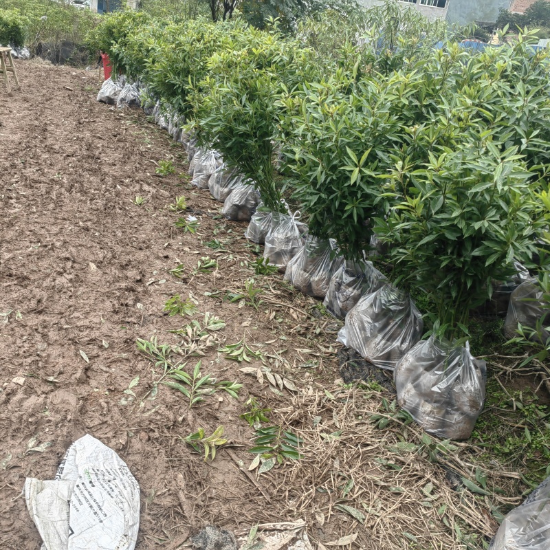 金丝楠木袋苗