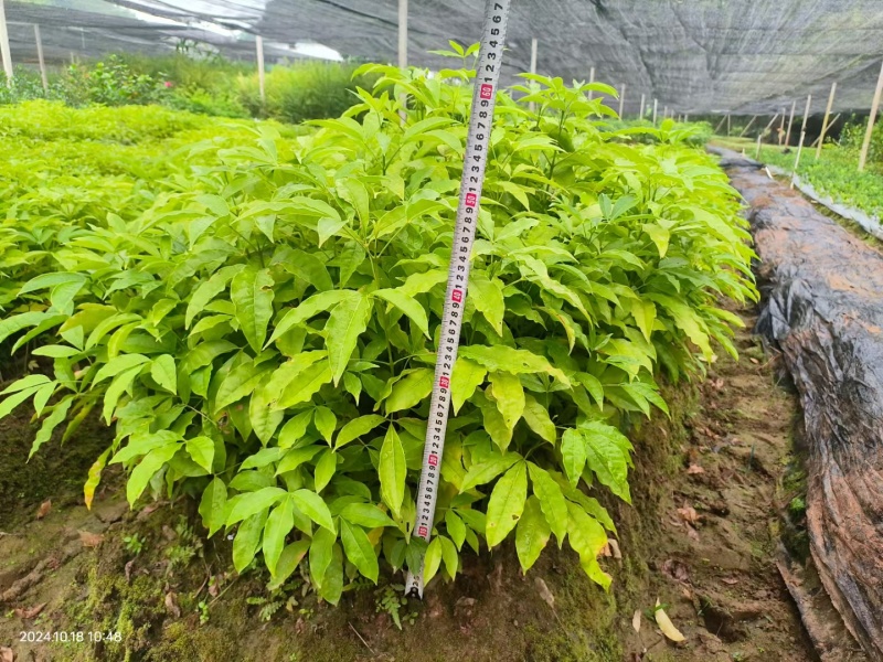 精品三叉苦中药材货源充足量大从优欢迎咨询