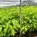 精品三叉苦中药材货源充足量大从优欢迎咨询