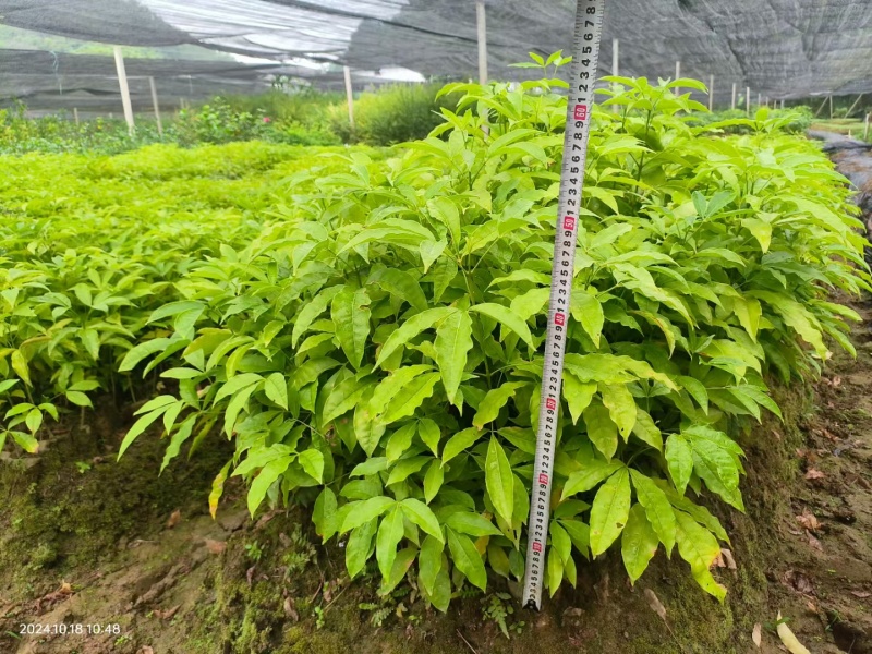 精品三叉苦中药材货源充足量大从优欢迎咨询
