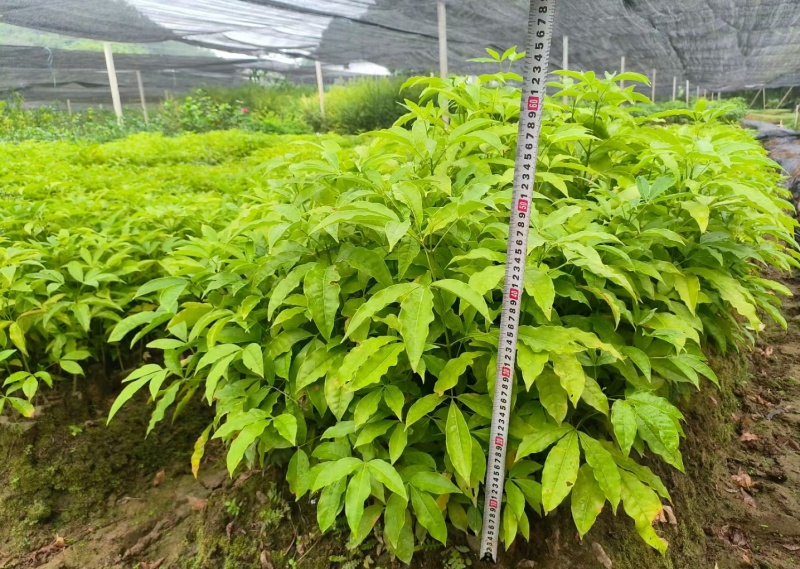 精品三叉苦中药材货源充足量大从优欢迎咨询