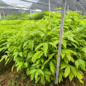 精品三叉苦中药材货源充足量大从优欢迎咨询