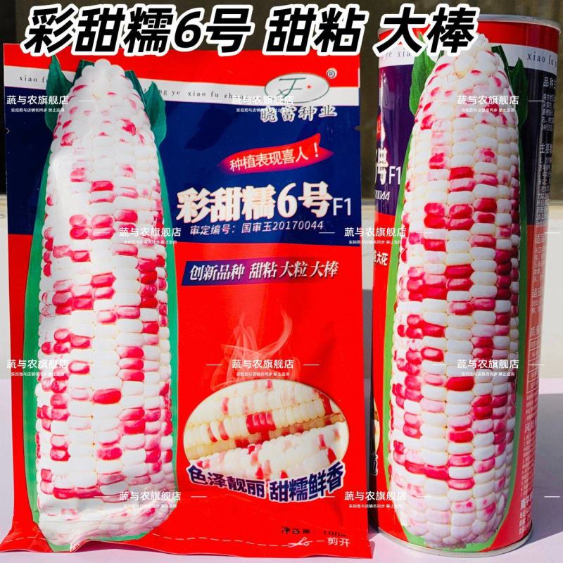 彩甜糯6号特大棒彩甜糯玉米种子加甜彩鲜食玉米种子基地专用