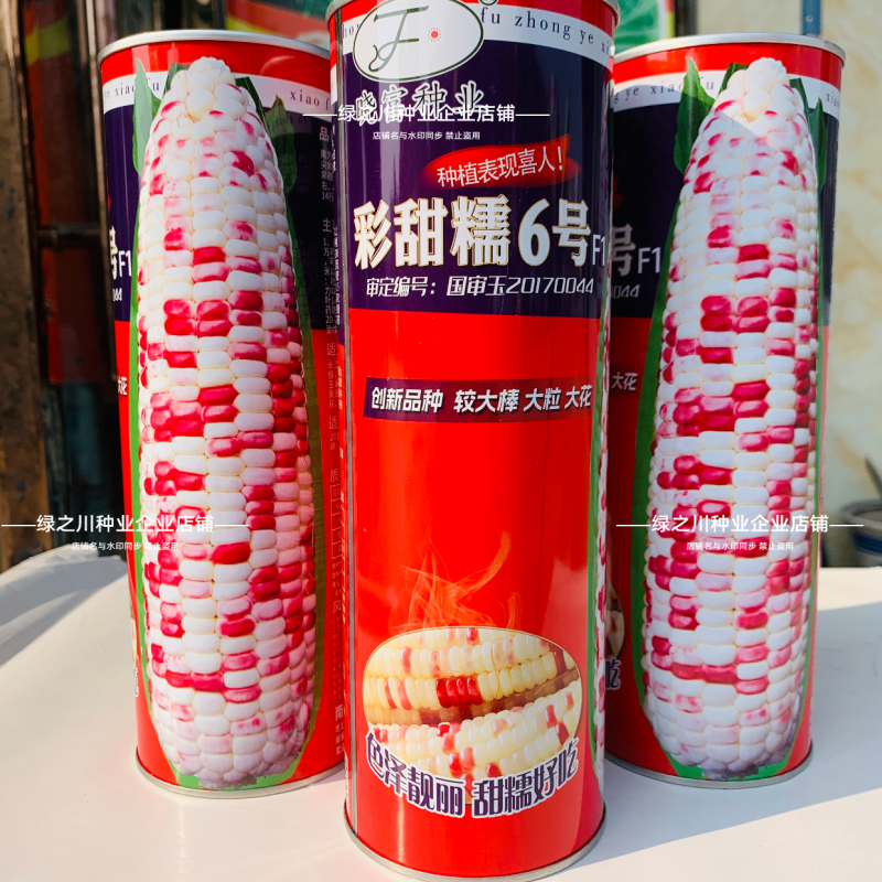 彩甜糯6号特大棒彩甜糯玉米种子加甜彩鲜食玉米种子基地专用
