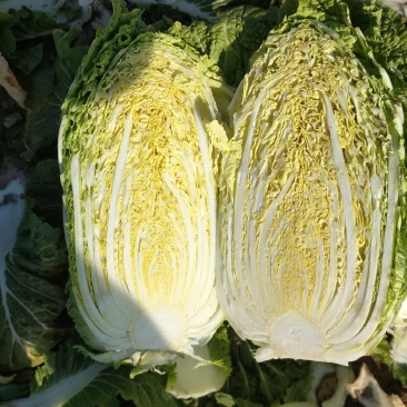 黄心大白菜