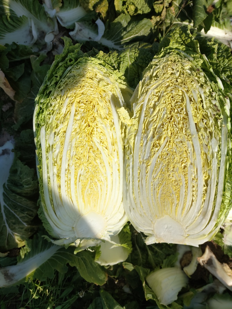 黄心大白菜