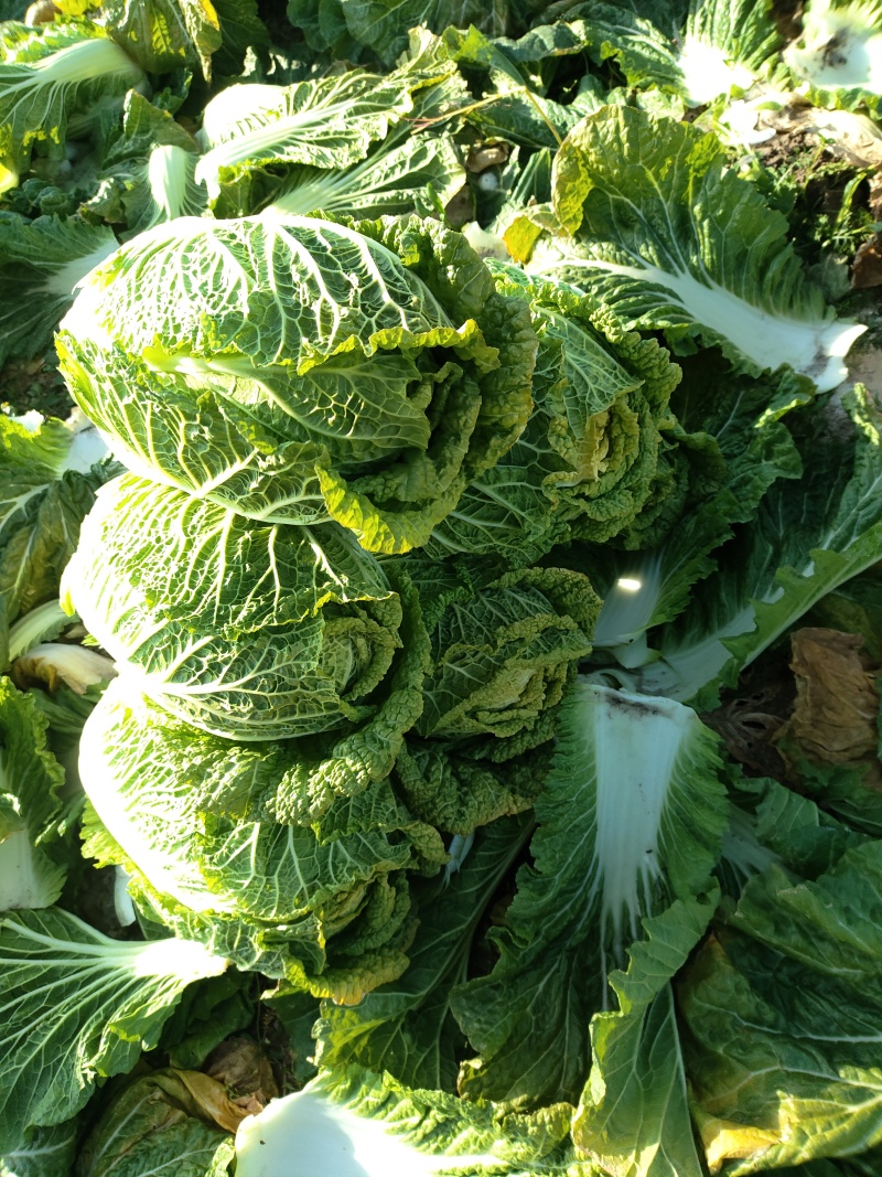 黄心大白菜