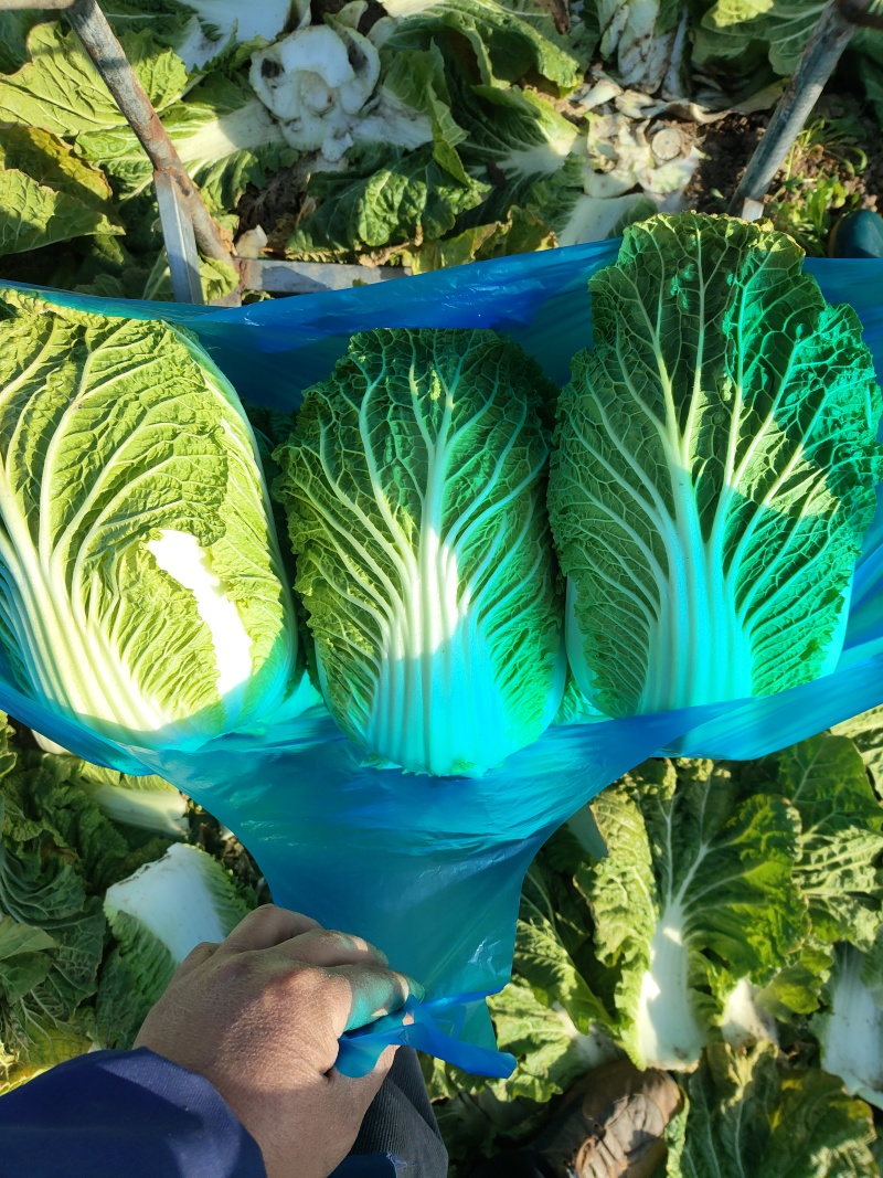 黄心大白菜