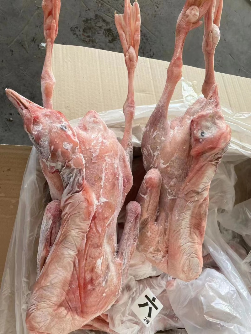 仔鹅，心肝仔鹅，东北大鹅，规格齐全，批发零售