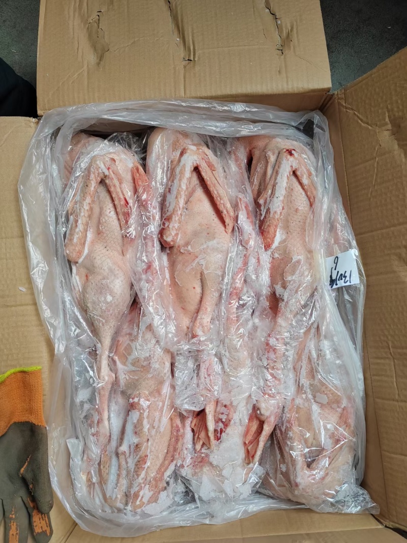 仔鹅，心肝仔鹅，东北大鹅，规格齐全，批发零售