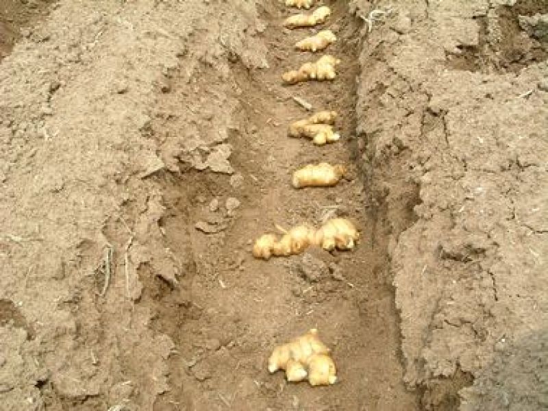安徽生姜种子繁育基地白姜种子品种齐全脱毒催芽郑重承诺包回