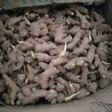 湖南生姜种子繁育基地小黄姜种子二黄姜品种齐全保质保量全国