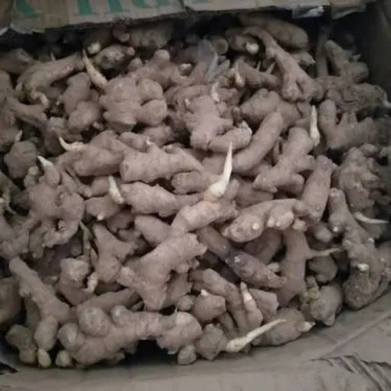 湖南生姜种子繁育基地小黄姜种子二黄姜品种齐全保质保量全国