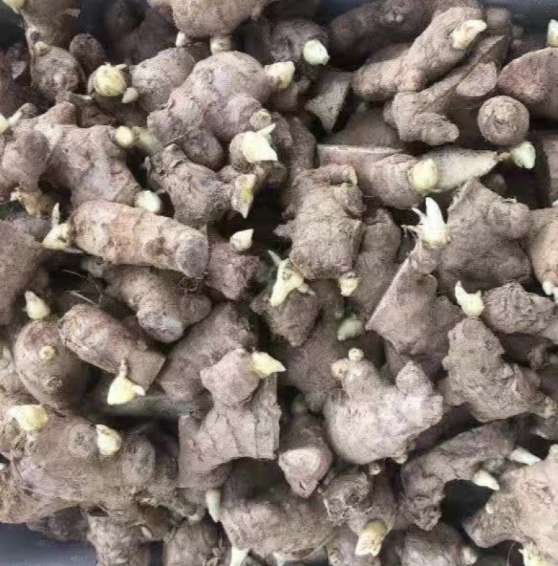 湖南生姜种子繁育基地小黄姜种子二黄姜品种齐全保质保量全国