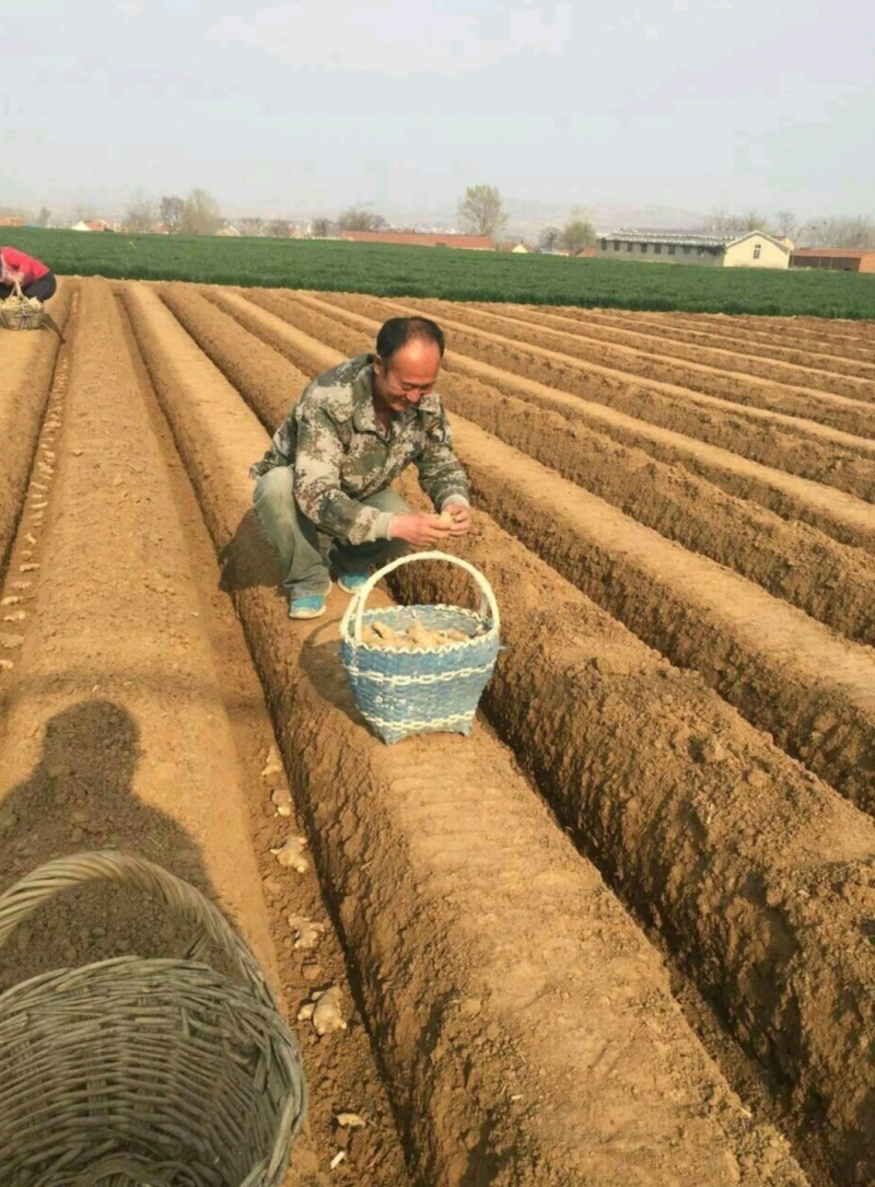 湖南生姜种子繁育基地小黄姜种子二黄姜品种齐全保质保量全国