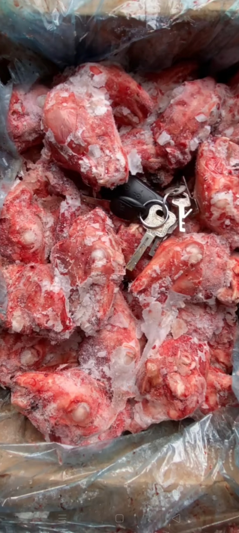 兔头批发兔头，鲜冻兔头，品质保障，肉兔头，一手货源