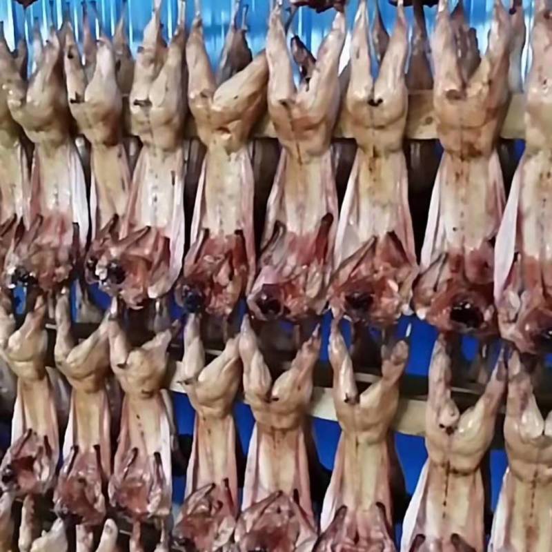 新鲜兔肉，兔肉批发，冷链运输，质量新鲜，烫皮兔，带皮肉兔